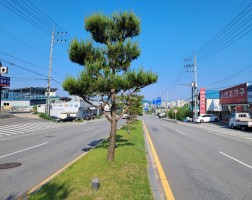 양평읍 중앙로 소나무 전정